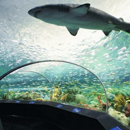 Ripley's Aquarium of Canada featured in 19 Awesome Adult Birthday Party Ideas