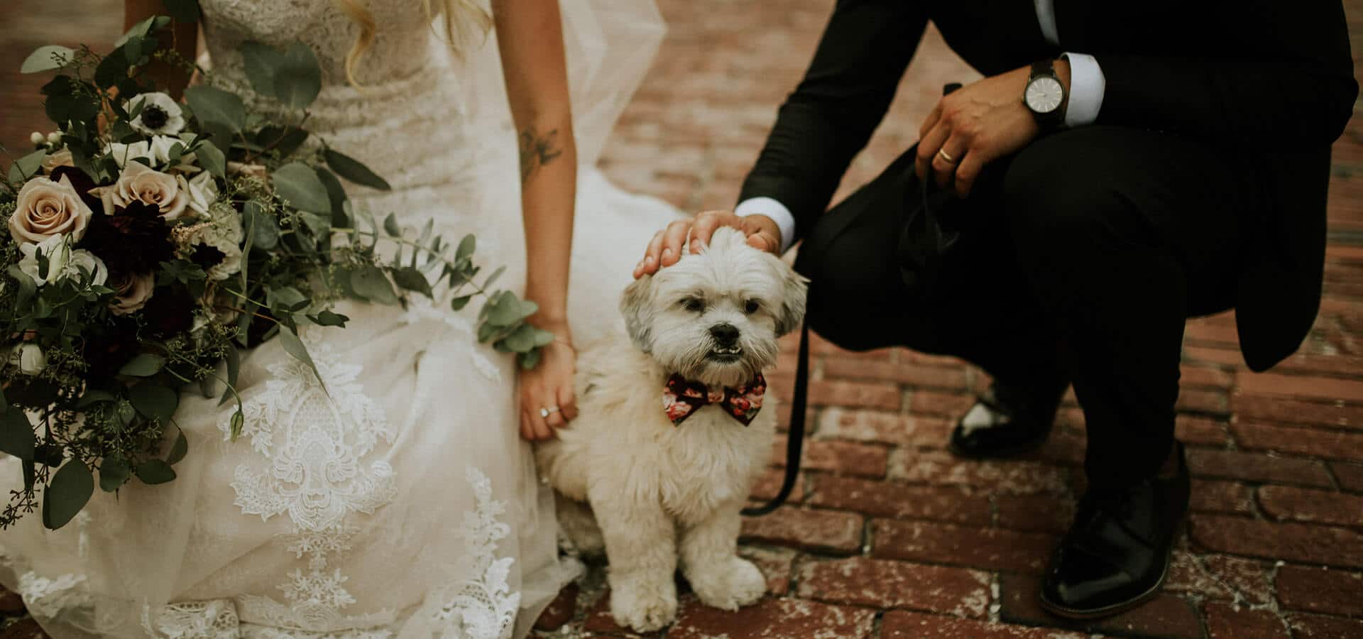 Hero image for Cute Ways to Incorporate Your Furry Friends into Your Big Day