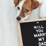 5 ways to include your pet in your wedding without actually having them there, 2