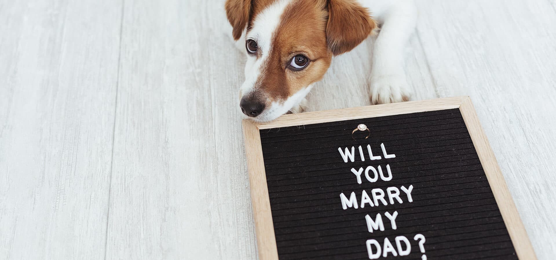 Hero image for 5 Adorable Ways to Involve Your Pet in Your Proposal
