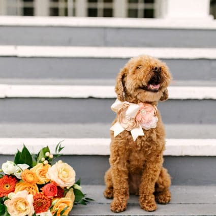 Thumbnail for 5 Ways to Include your Pet in Your Wedding (without actually having them there)