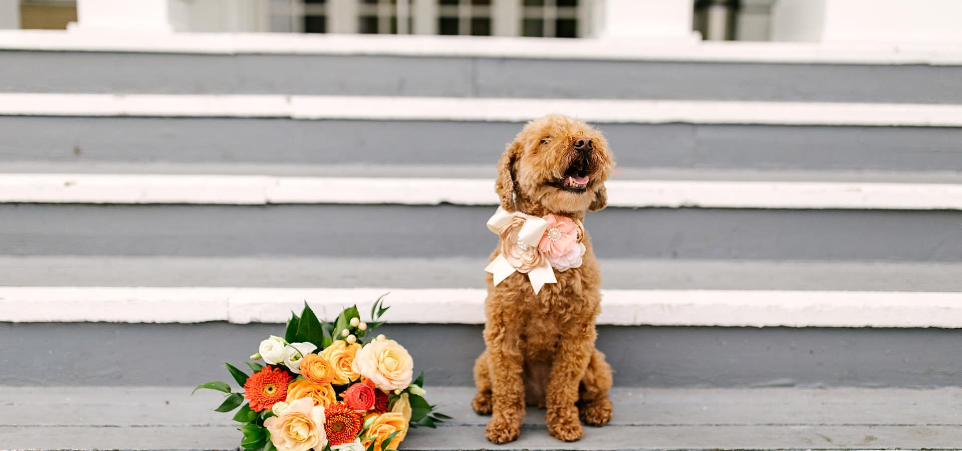 Hero image for 5 Ways to Include your Pet in Your Wedding (without actually having them there)