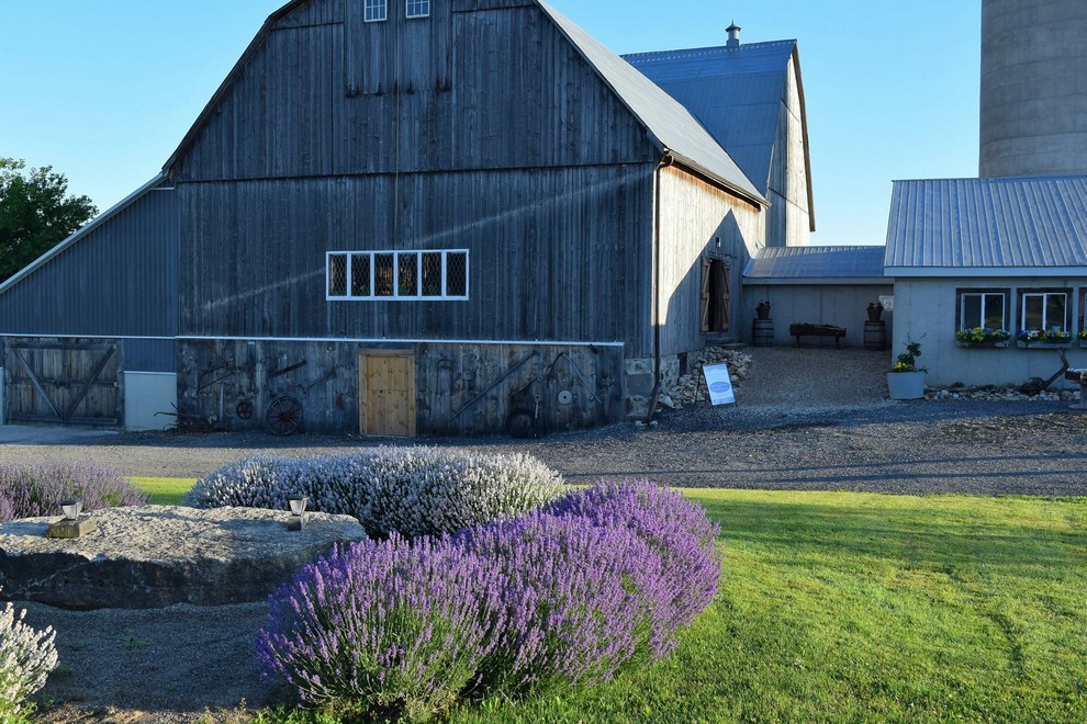 The Lavender Farm