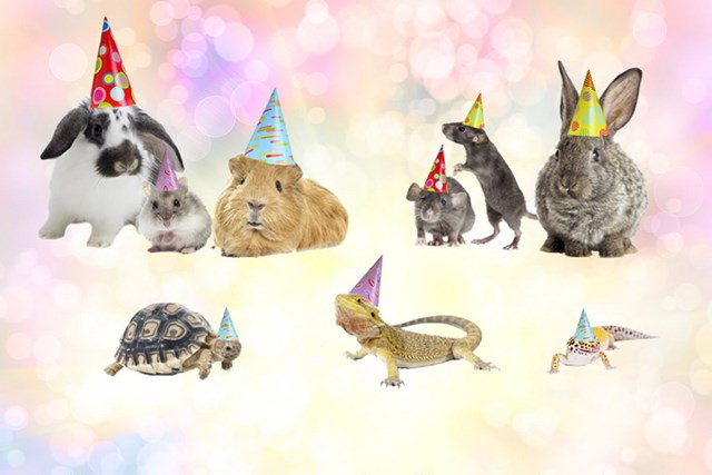 Pawsitively Pets, Toronto