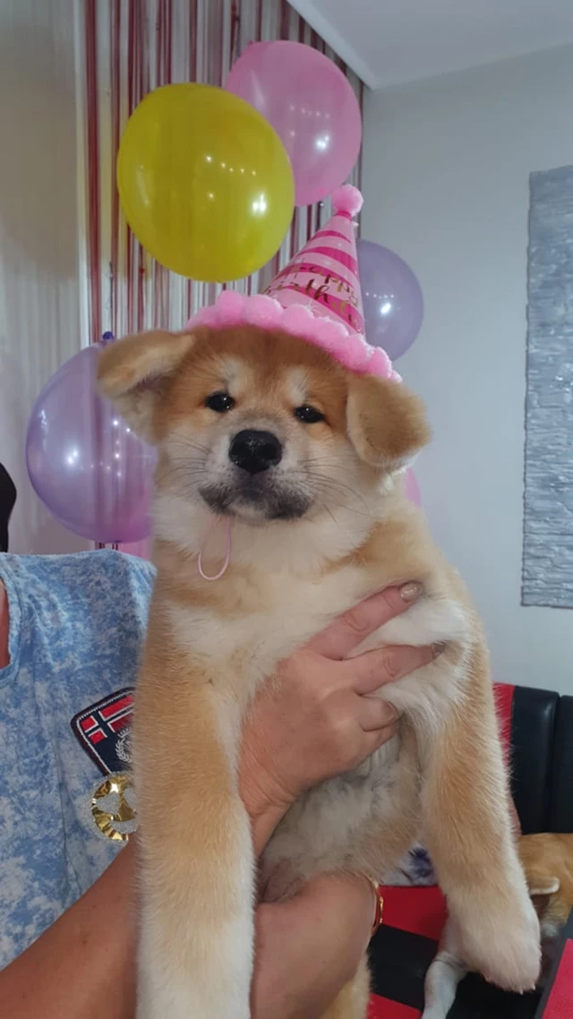 Akita Dogs, Toronto