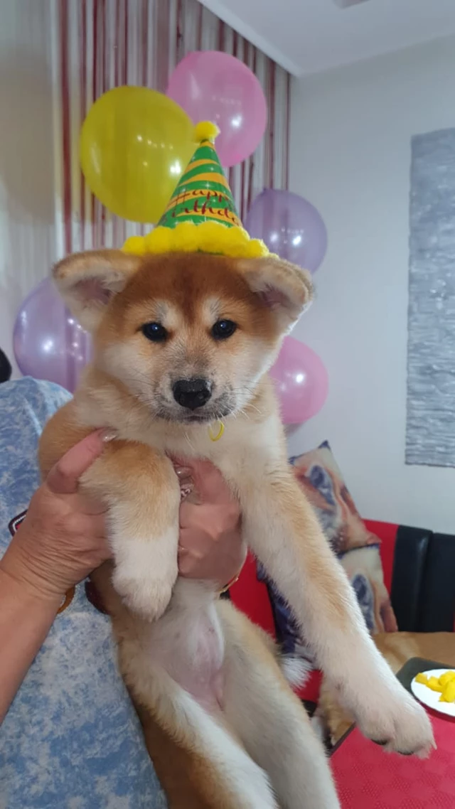 Akita Dogs, Toronto