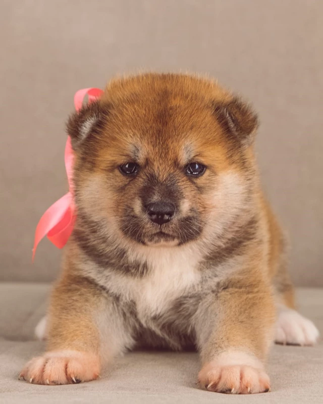 Akita Dogs, Toronto