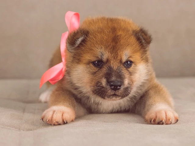 Akita Dogs, Toronto