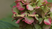 Classy Flowers