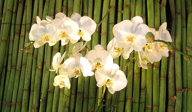 Fresh Floral Creations, Toronto