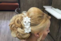 Wedding at The Arlington Estate, Vaughan, Ontario, Everlasting Moments, 16