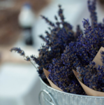 Hillsdale Lavender
