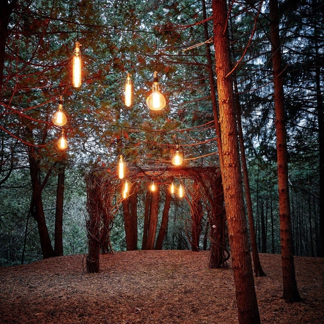 4. ENCHANTED FOREST RLF/KJC