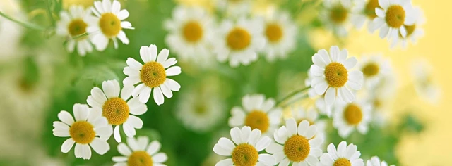 Ladybug Florist, Toronto