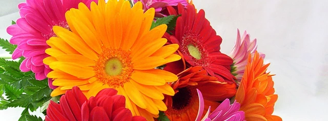 Ladybug Florist, Toronto