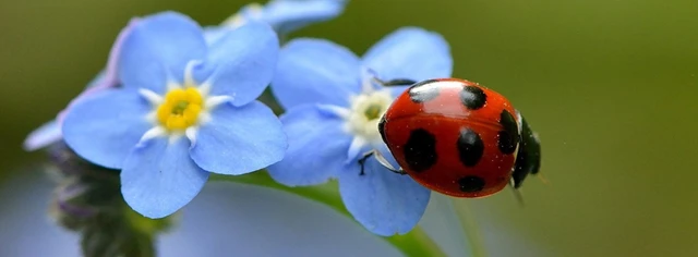 Ladybug Florist, Toronto