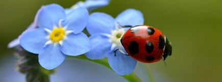 Image - Ladybug Florist