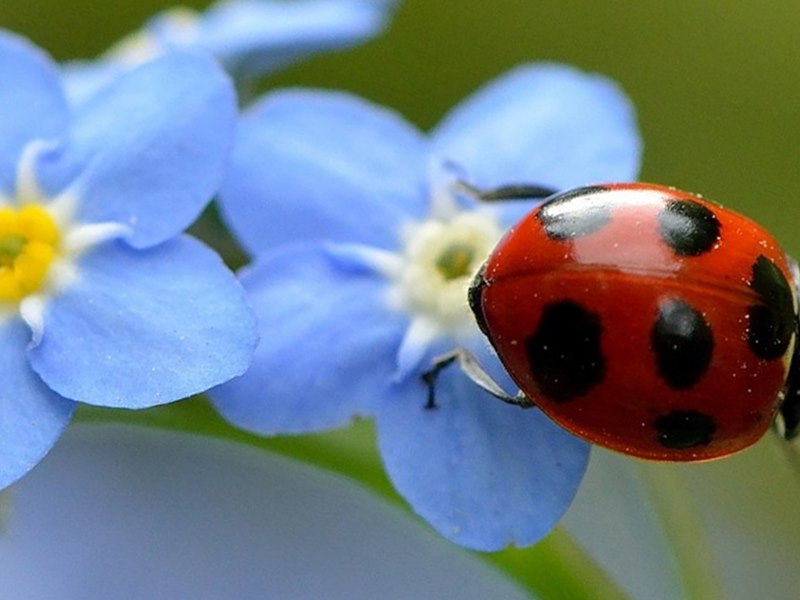 Carousel images of Ladybug Florist