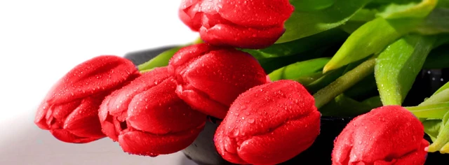 Ladybug Florist, Toronto