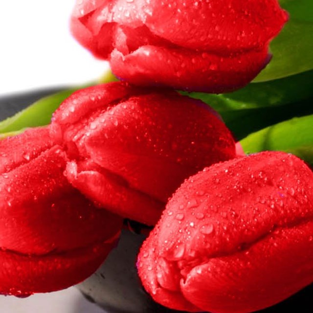 Florists: Ladybug Florist 1
