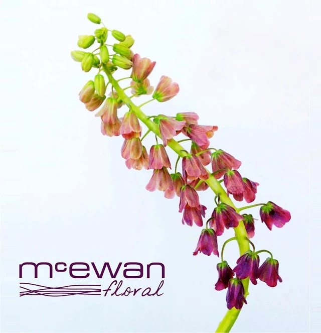 McEwan Floral, Toronto
