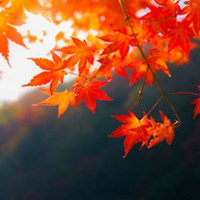 Your perfect fall wedding - venue rental savings