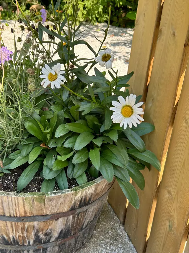 Banquet Halls: The Italian Cultural Centre of Milton 4