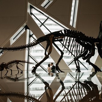 Galleries/Museums: The Royal Ontario Museum 5