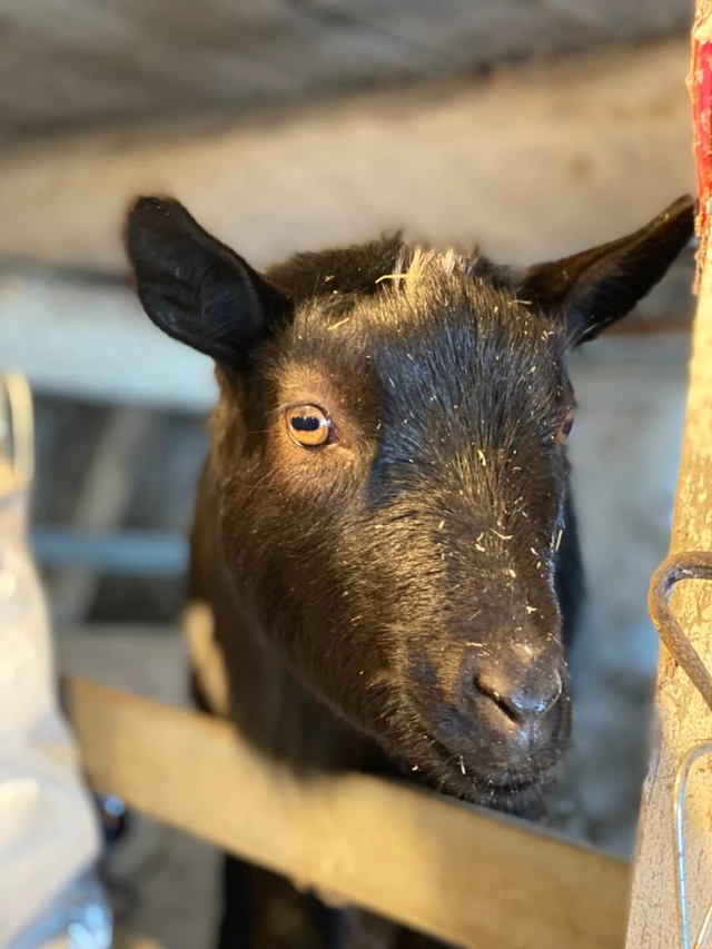 Barn Venues: Thunderbird Farm 3